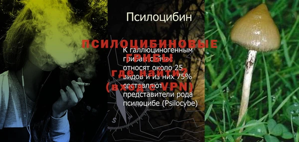 сатива Волоколамск